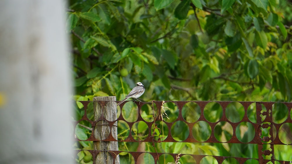 a small bird perched on a metal fence