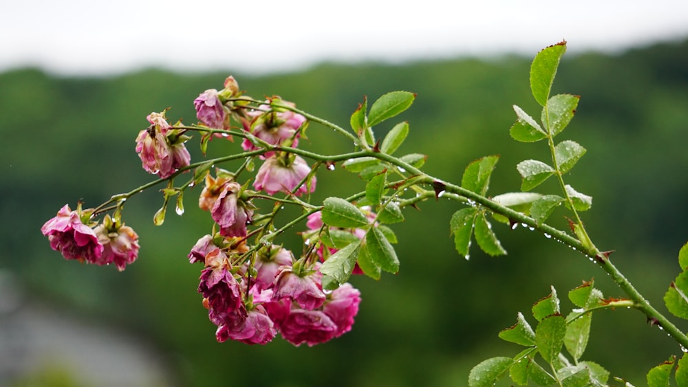 a branch with pink flowers and green leaves