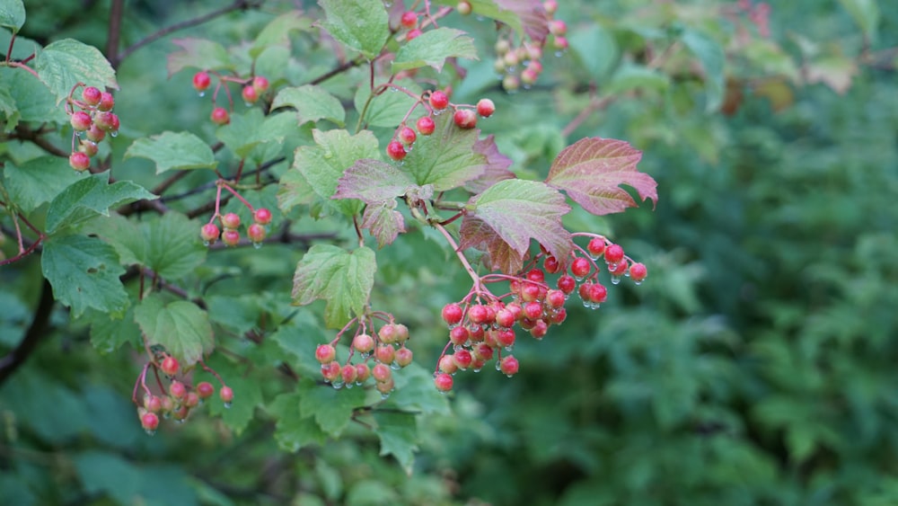 a bunch of red berries hanging from a tree