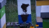 A beehive structure stands amidst a field with clusters of bees gathered around two distinct areas on its front. The hive is painted in horizontal stripes of white, blue, and another color. The surrounding environment is dense with greenery and scattered wildflowers, including a noticeable black-eyed Susan flower in the foreground.