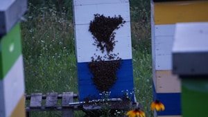A beehive structure stands amidst a field with clusters of bees gathered around two distinct areas on its front. The hive is painted in horizontal stripes of white, blue, and another color. The surrounding environment is dense with greenery and scattered wildflowers, including a noticeable black-eyed Susan flower in the foreground.