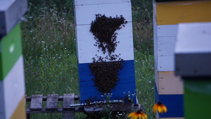 A beehive structure stands amidst a field with clusters of bees gathered around two distinct areas on its front. The hive is painted in horizontal stripes of white, blue, and another color. The surrounding environment is dense with greenery and scattered wildflowers, including a noticeable black-eyed Susan flower in the foreground.