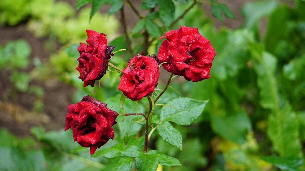 a group of red flowers with green leaves