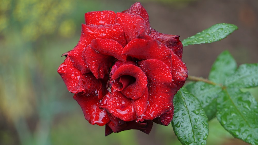 a red rose with water droplets on it