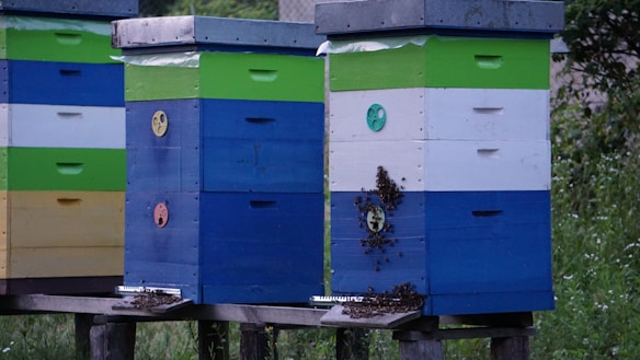 Several colorful beehives are lined up outside. They have layers painted in green, white, blue, and yellow, with bees congregating around their entrances. The beehives are elevated on wooden stands amidst green vegetation.