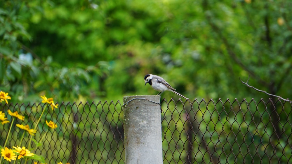 a small bird perched on top of a cement pillar