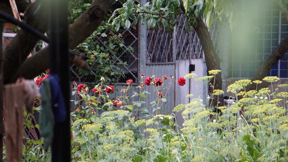 a garden with flowers and a shed in the background