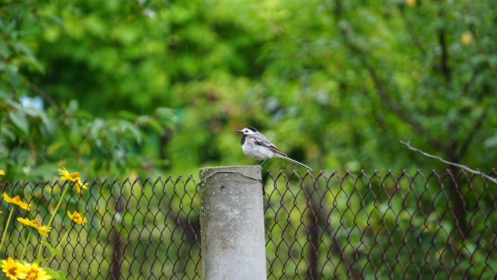 a small bird sitting on top of a cement pillar