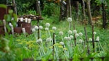 A lush garden scene with tall flowering onion plants secured with wooden stakes. The background shows a variety of other plants, wooden structures, and a rustic fence made of posts. The area is rich with greenery and appears to be well-maintained with a serene atmosphere.