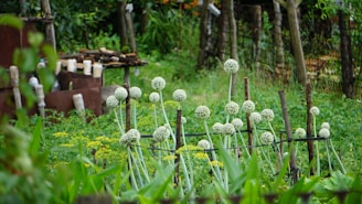 A lush garden scene with tall flowering onion plants secured with wooden stakes. The background shows a variety of other plants, wooden structures, and a rustic fence made of posts. The area is rich with greenery and appears to be well-maintained with a serene atmosphere.