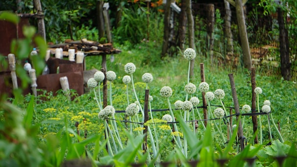 A lush garden scene with tall flowering onion plants secured with wooden stakes. The background shows a variety of other plants, wooden structures, and a rustic fence made of posts. The area is rich with greenery and appears to be well-maintained with a serene atmosphere.