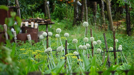 A lush garden scene with tall flowering onion plants secured with wooden stakes. The background shows a variety of other plants, wooden structures, and a rustic fence made of posts. The area is rich with greenery and appears to be well-maintained with a serene atmosphere.