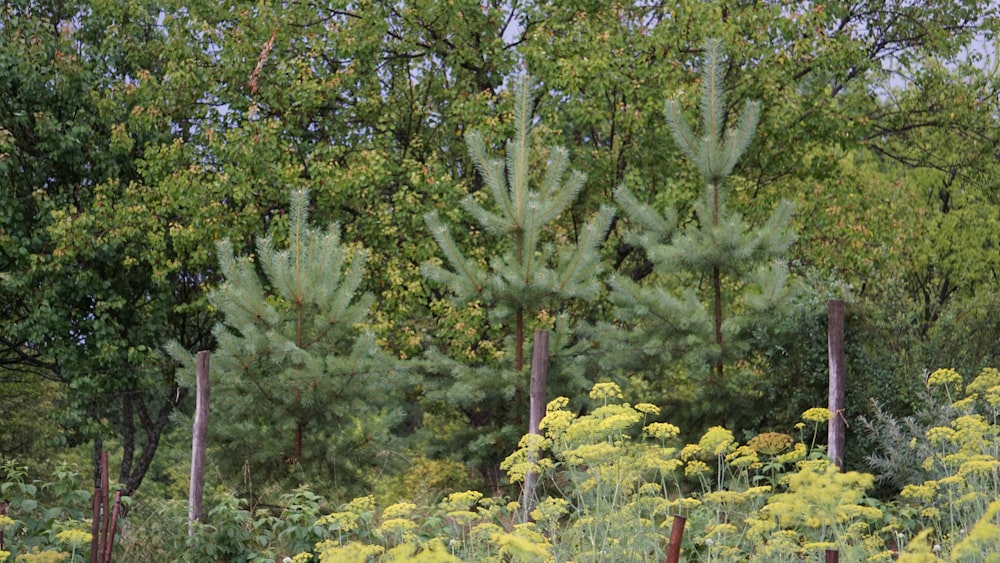 eine Kuh, die mitten im Wald steht