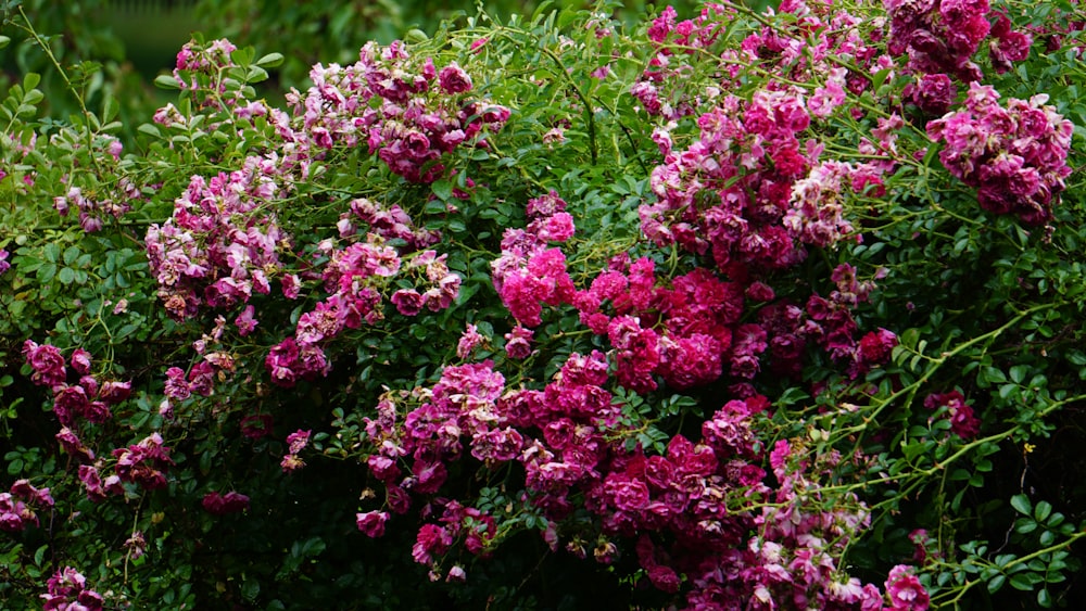 a bush of pink flowers with green leaves