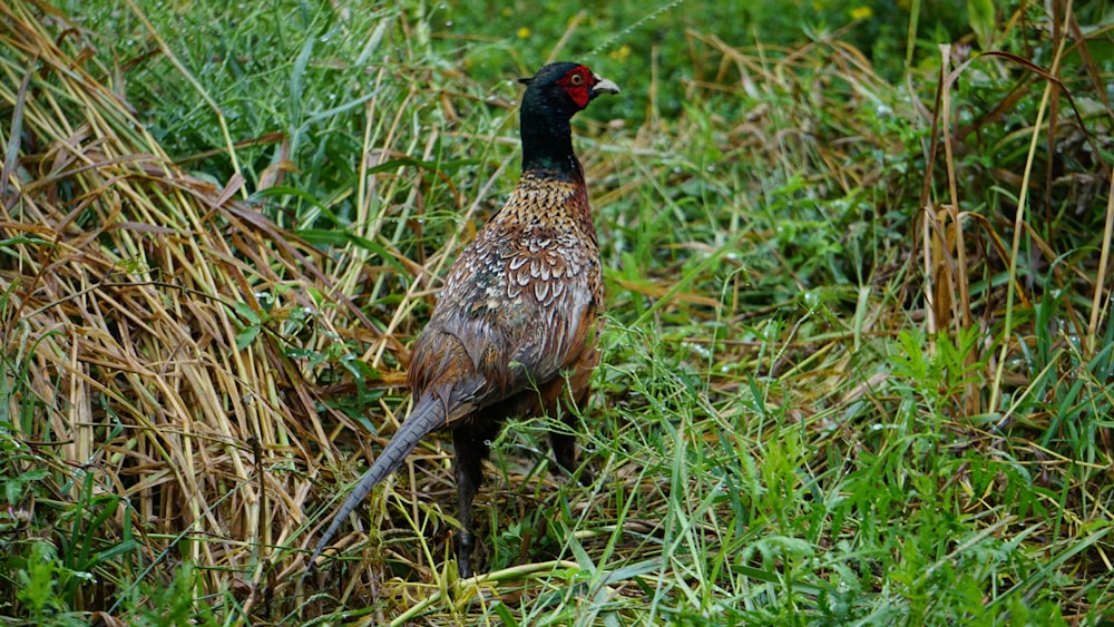 a bird is standing in the tall grass