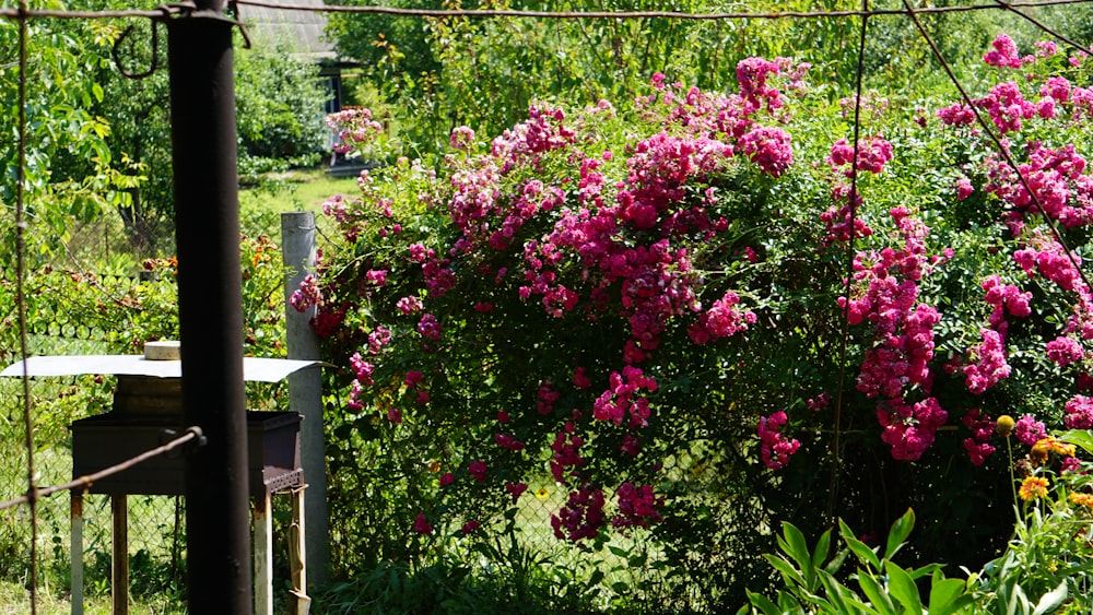 a bush of pink flowers next to a fence