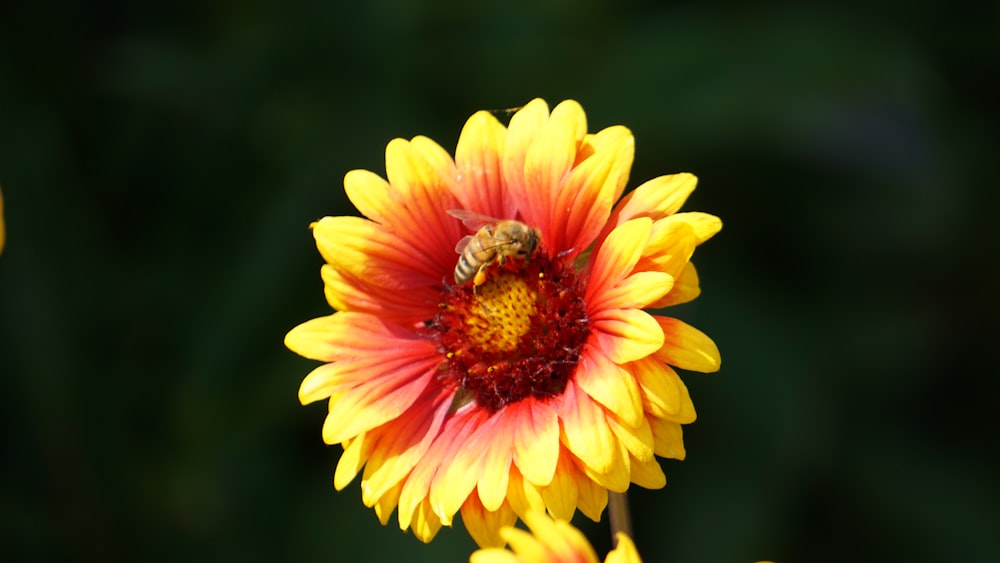 a yellow and red flower with a bee on it