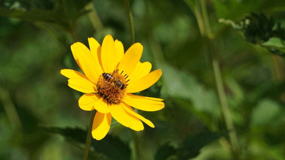 a bee is sitting on a yellow flower