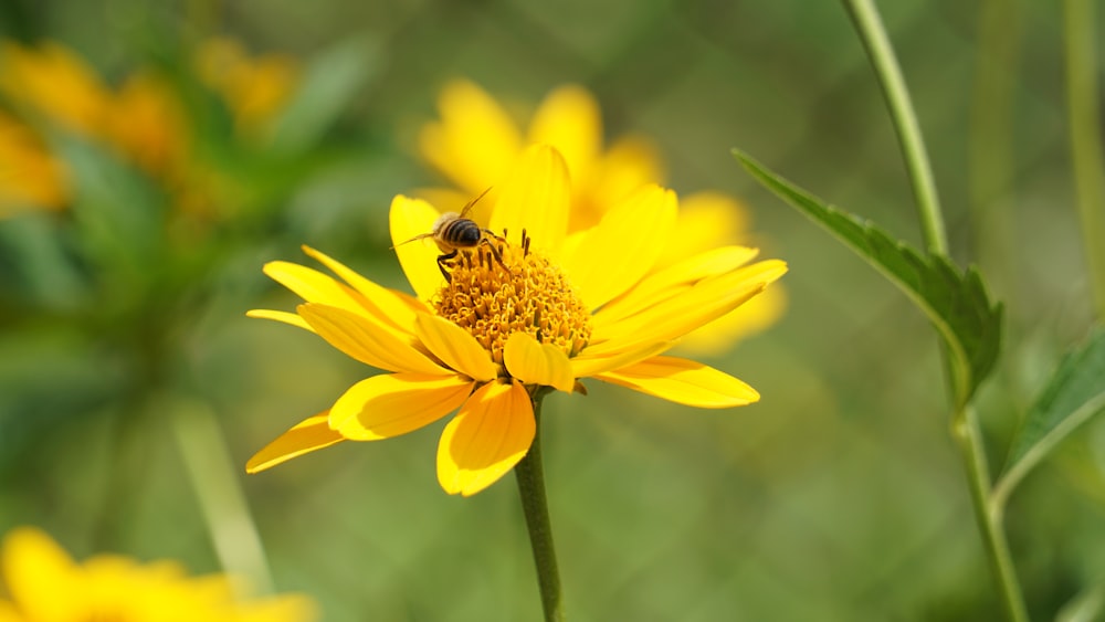 a bee is sitting on a yellow flower