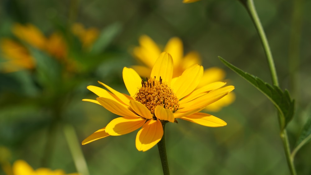 a close up of a yellow flower with a blurry background