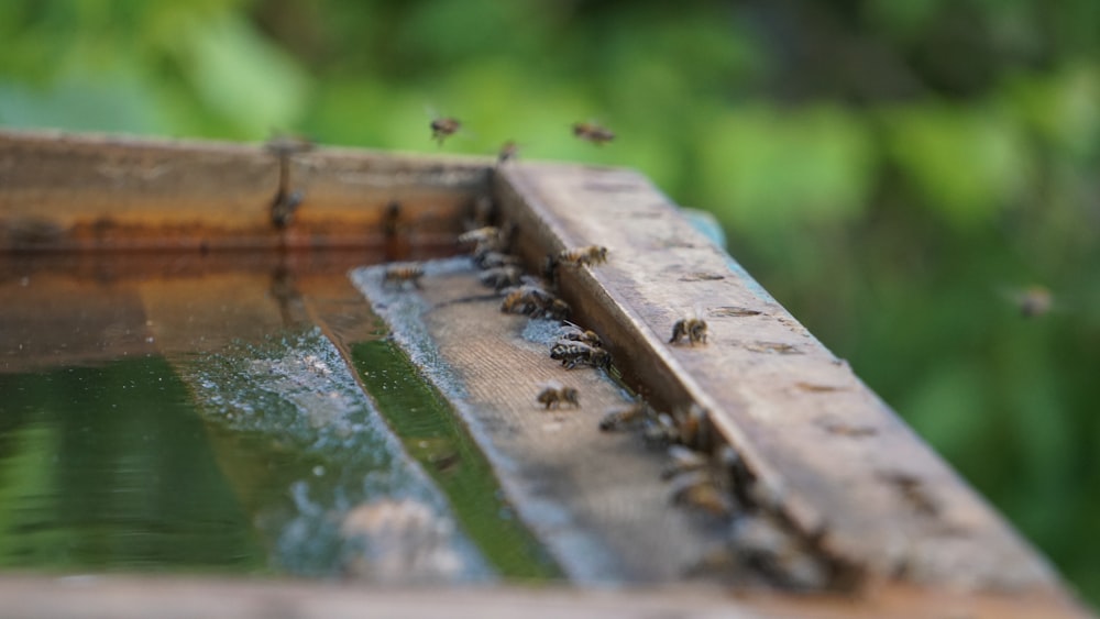 a group of bees on a piece of wood