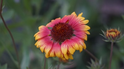Close-up of a flower with vibrant, warm colors highlighting the natural beauty through subtle editing.