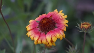Close-up of a flower with vibrant, warm colors highlighting the natural beauty through subtle editing.