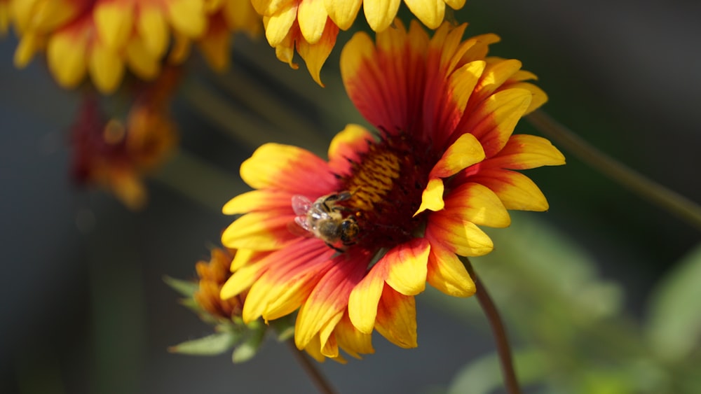 a yellow and red flower with a bee on it