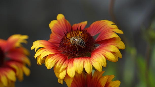 A vibrant bee pollinating a flower.