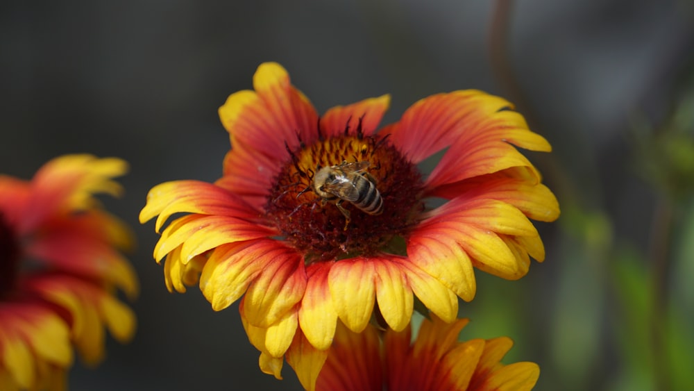 a bee is sitting on a yellow and red flower