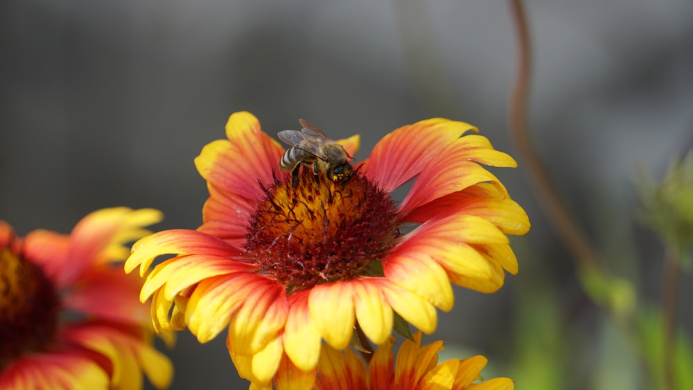 a bee sitting on a yellow and red flower