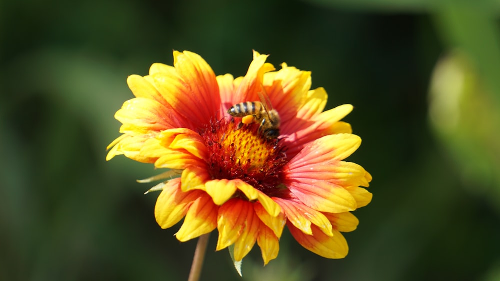 a yellow and red flower with a bee on it