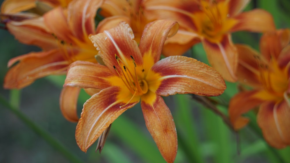 a close up of a bunch of orange flowers