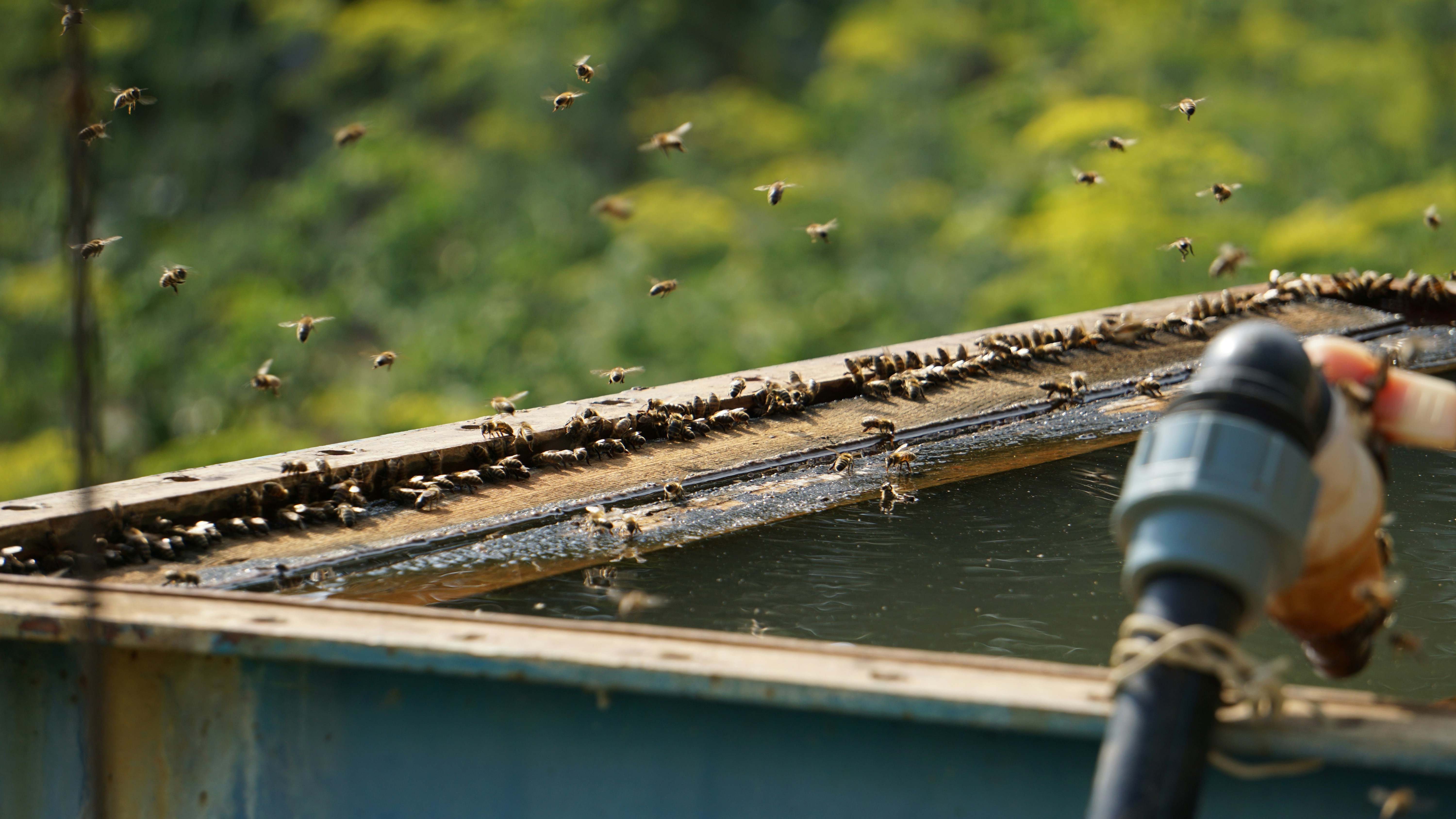 a swarm of bees on the roof of a building