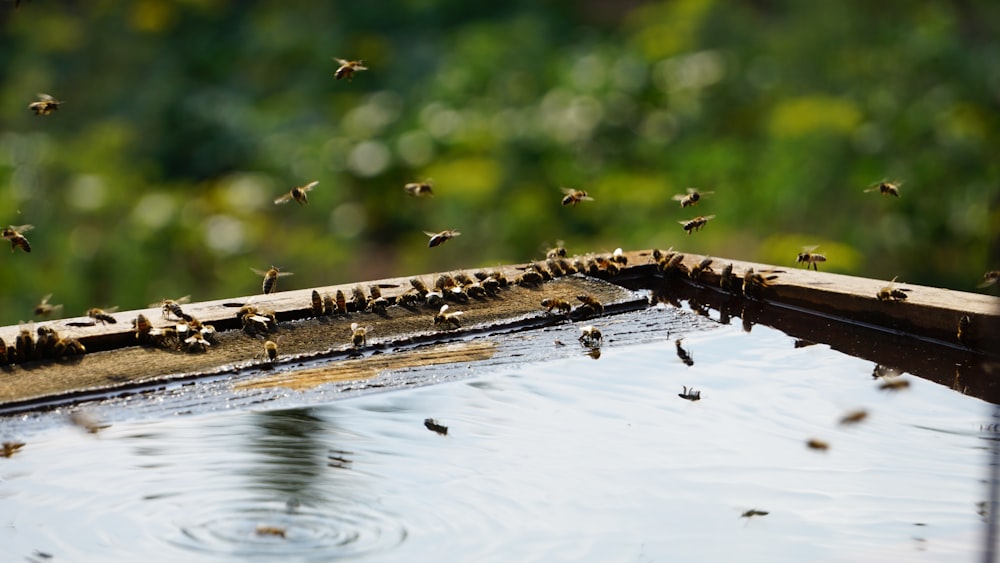a bunch of bees are flying around in the water