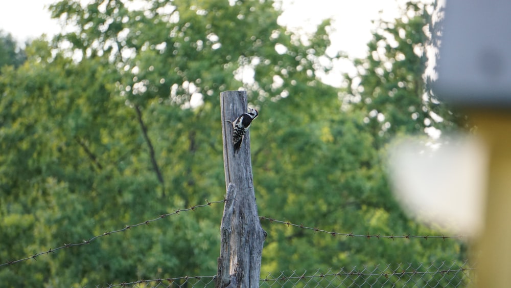 a bird perched on top of a wooden post