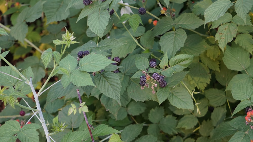 a close up of a bunch of berries on a plant