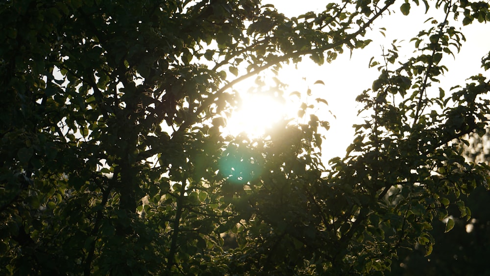 the sun shines through the leaves of a tree