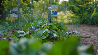 Wide shot of a lush, historically inspired potager ancien set with natural lighting.