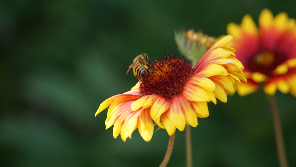 a yellow and red flower with a bee on it