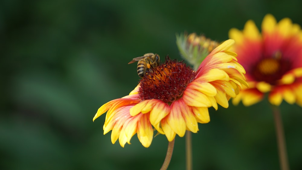 a bee on a flower with a blurry background