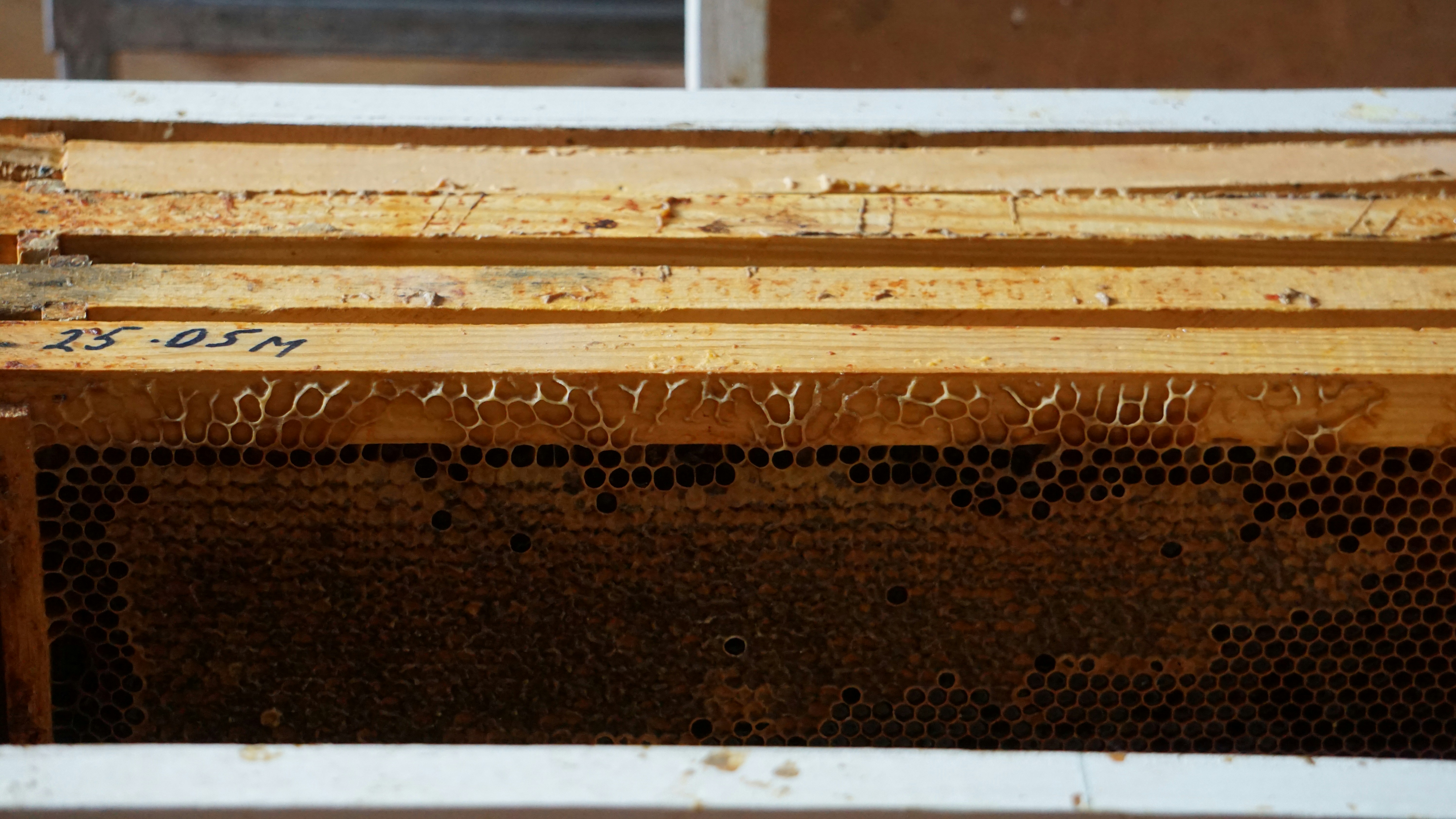 a close up of a beehive with bees in it