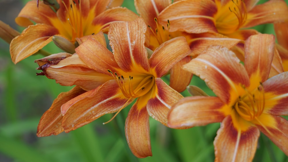 a close up of a bunch of orange flowers