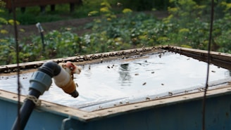 A group of bees gathering around a rectangular, wooden-framed water source located outdoors in a garden. The water appears reflective and clean, while a plastic pipe is attached to the structure. In the background, there is green vegetation with some yellow flowers.