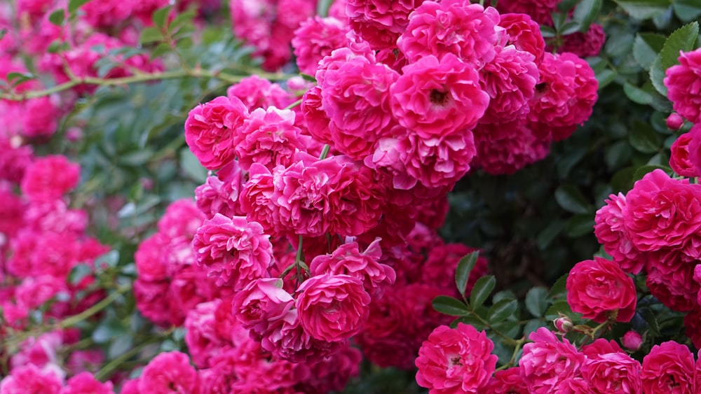 a bush of pink flowers with green leaves