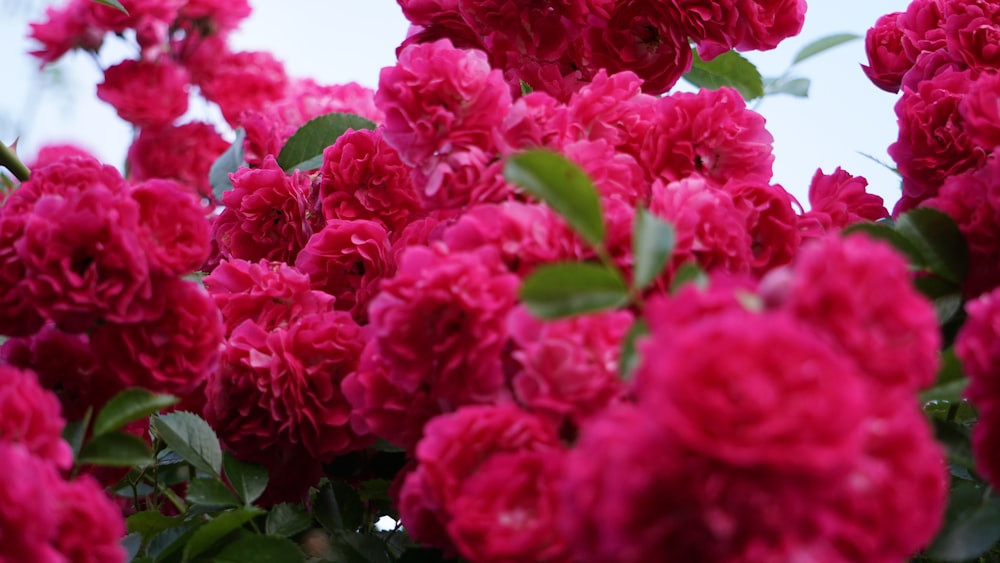 a bunch of pink flowers with green leaves