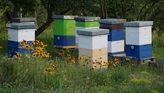 a bunch of beehives that are in the grass