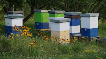 a bunch of beehives that are in the grass