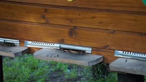 A wooden beehive entrance with bees visible on landing boards. The wood has a natural finish and metal strips protect the entrances, which are surrounded by greenery.
