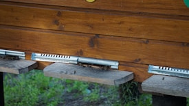 A wooden beehive entrance with bees visible on landing boards. The wood has a natural finish and metal strips protect the entrances, which are surrounded by greenery.